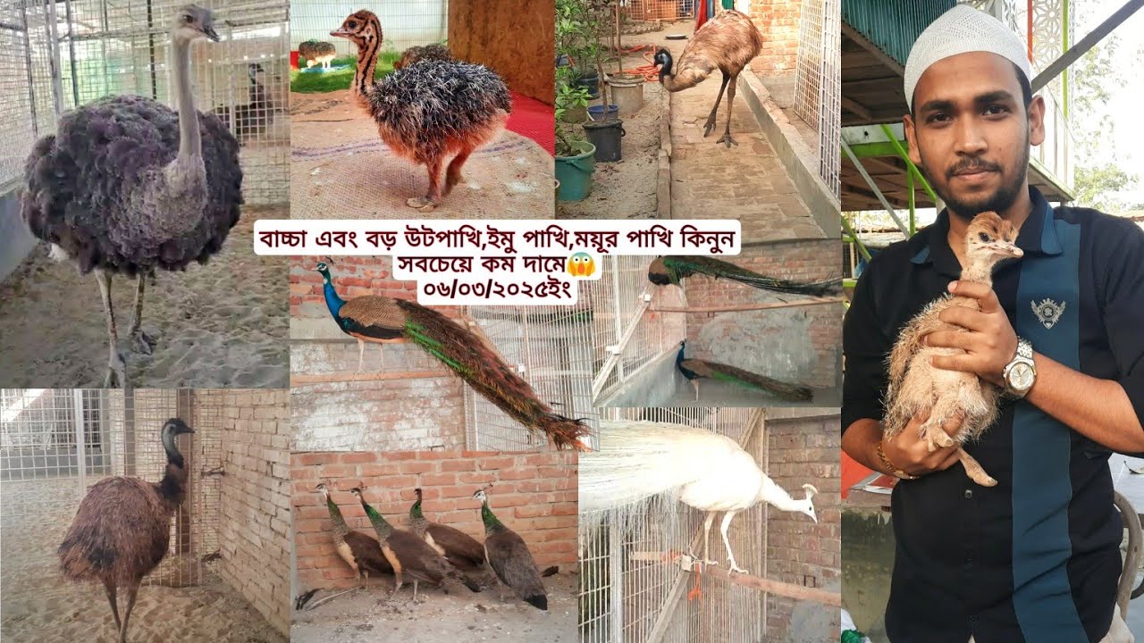 Ostrich Bird,Emu Bird,peacock bird | উটপাখি,ইমু পাখি,ময়ুর পাখি কিনুন সবচেয়ে কম দামে😱