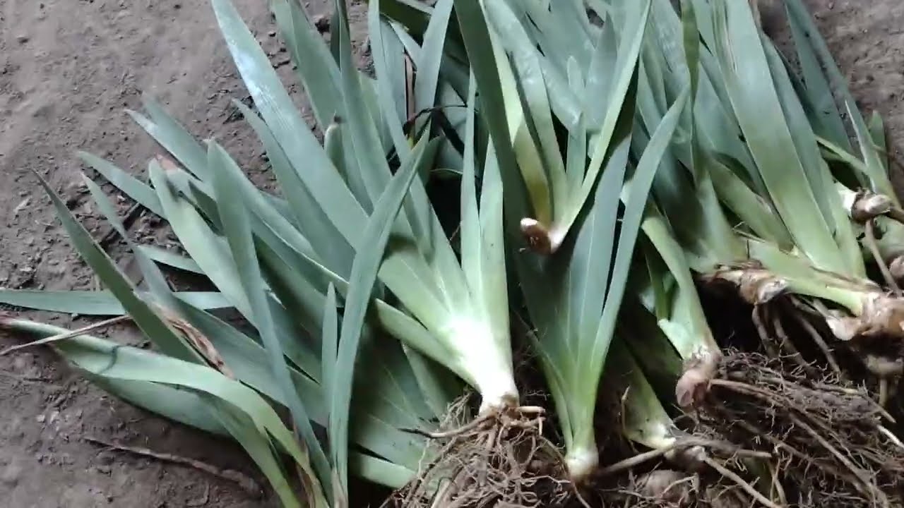 🌺 cómo REPRODUCIR LIRIOS // PLANTA DE IRIS 🌿