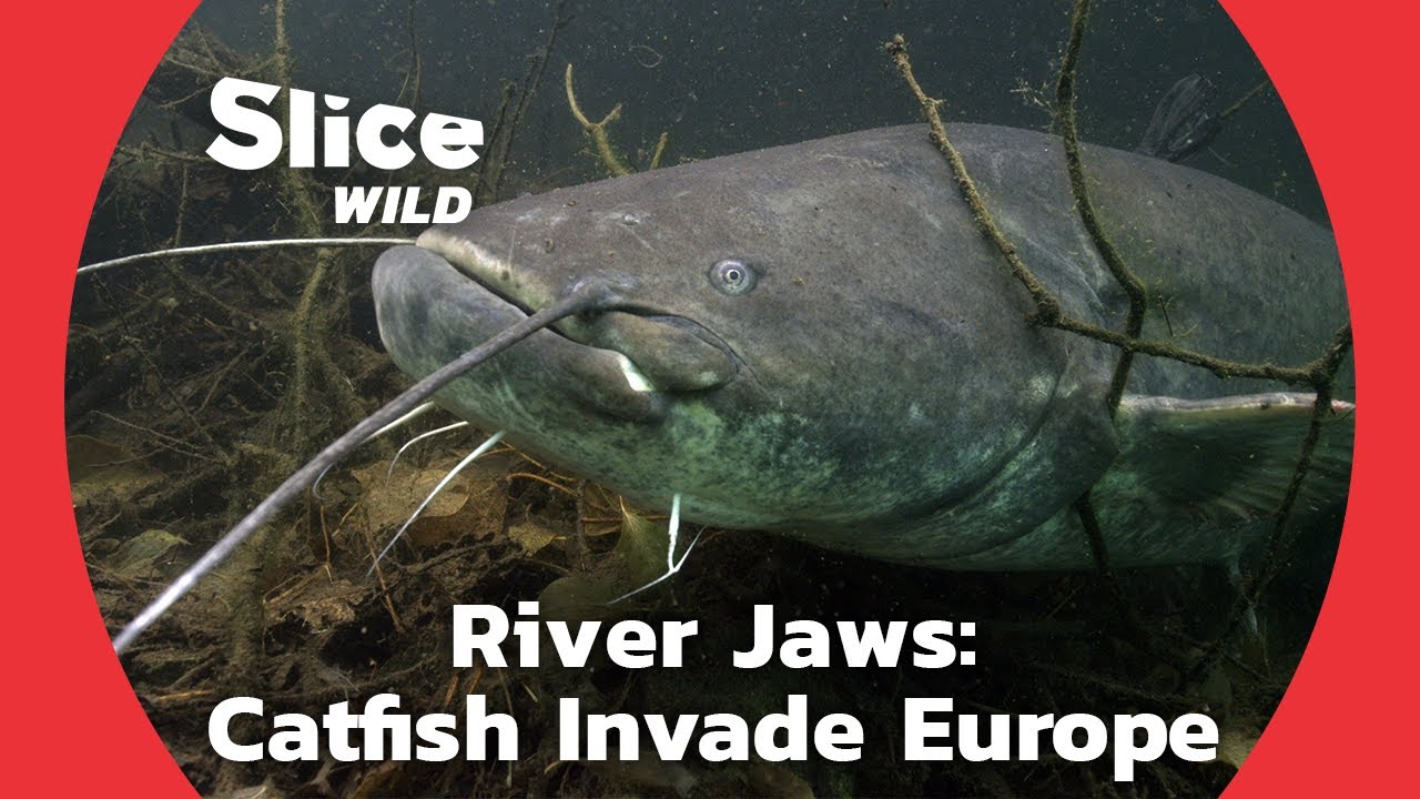 Catfish, Apex Predator of Rivers | SLICE WILD