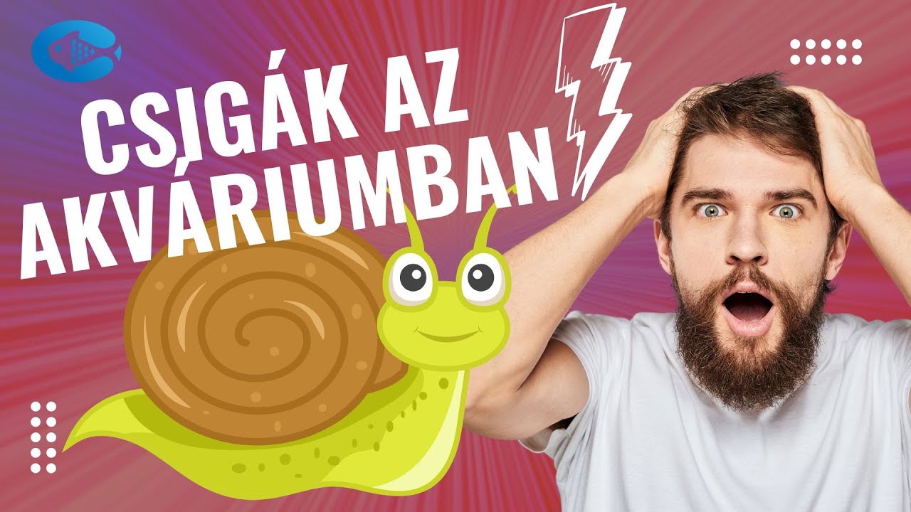 🐌 CSIGAÁRADAT az akváriumban? HARCOLJ hatékonyan!