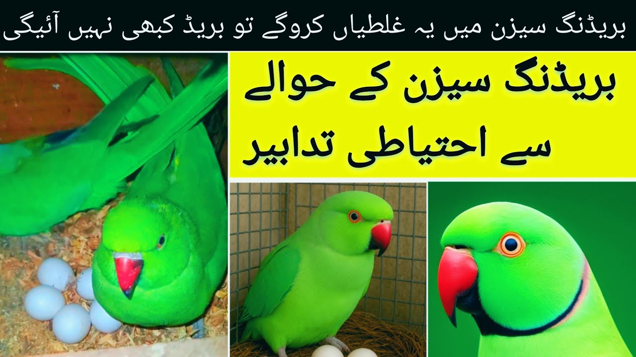Ringneck breeding Tips 🦜 | Ringneck Breeding Problems and solution 🦜 | Ringneck parrot breeding Tips