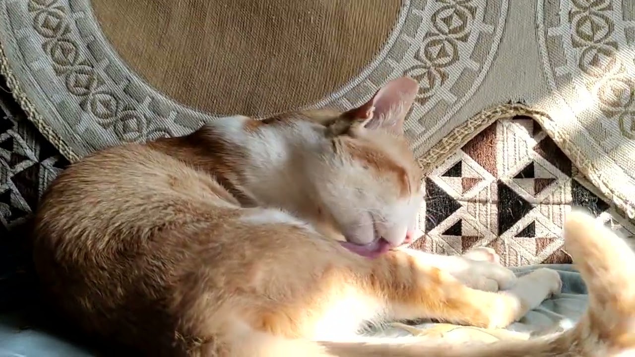 I love you.. Dada 🧿😀🐈❤️