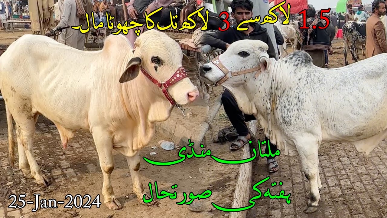 Multan Mandi Latest Update Choti Range Ka Mall @SSTvs