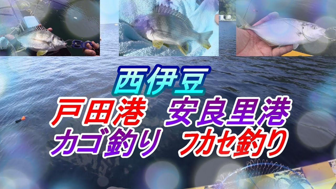 西伊豆の戸田港　安良里港で釣り2019年9月中旬