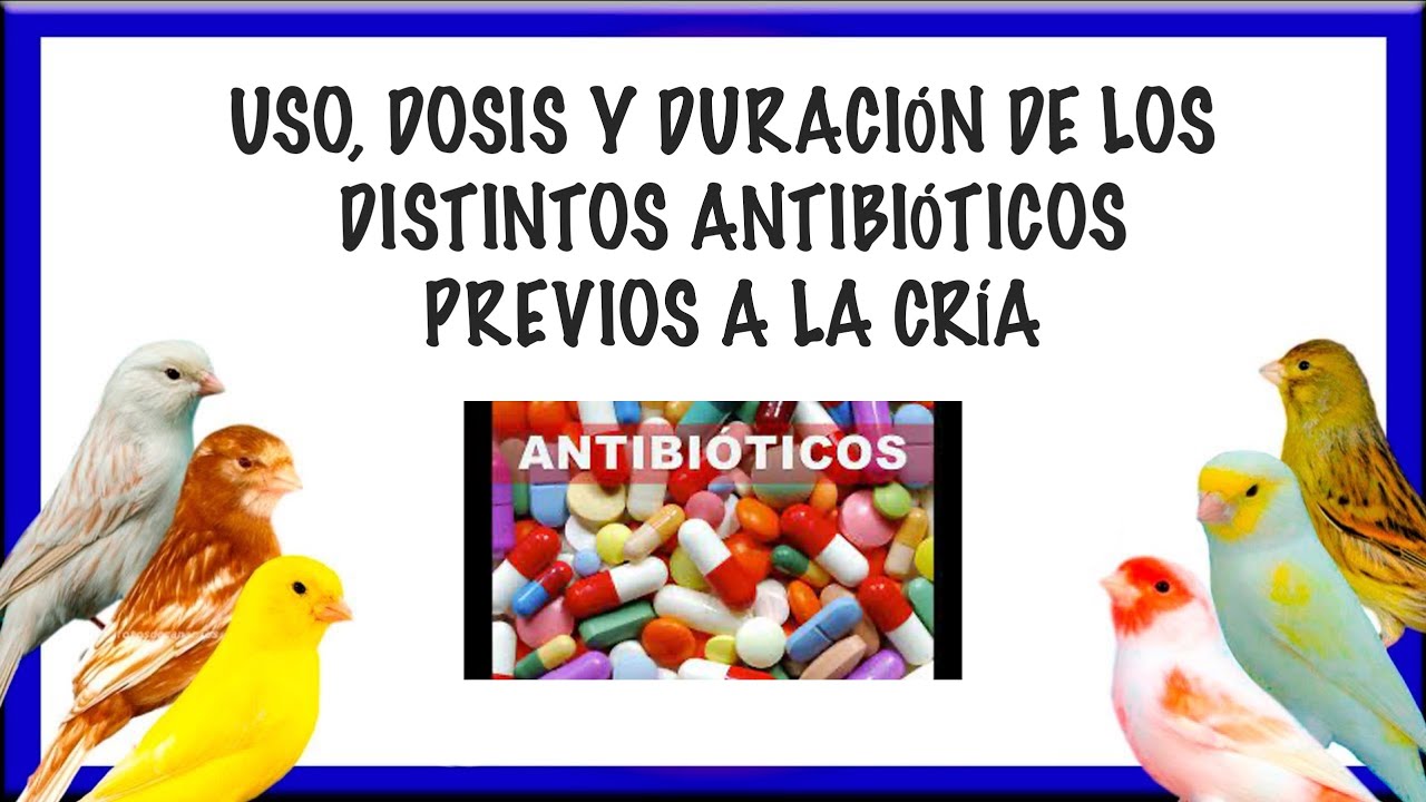 USO, DOSIS Y DURACIÓN DE LOS DISTINTOS ANTIBIÓTICOS PREVIOS A LA CRÍA🧐