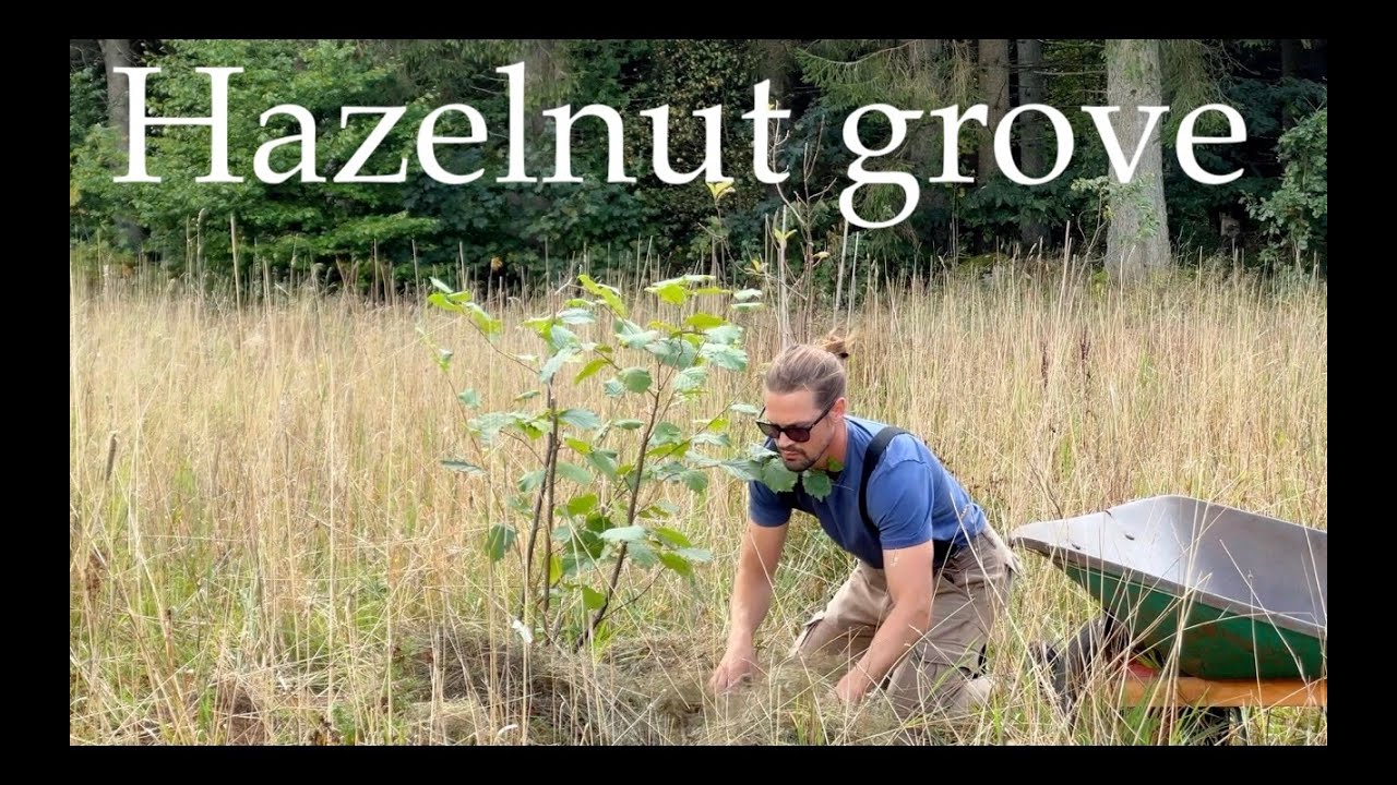 Hazelnut grove - planting for the future