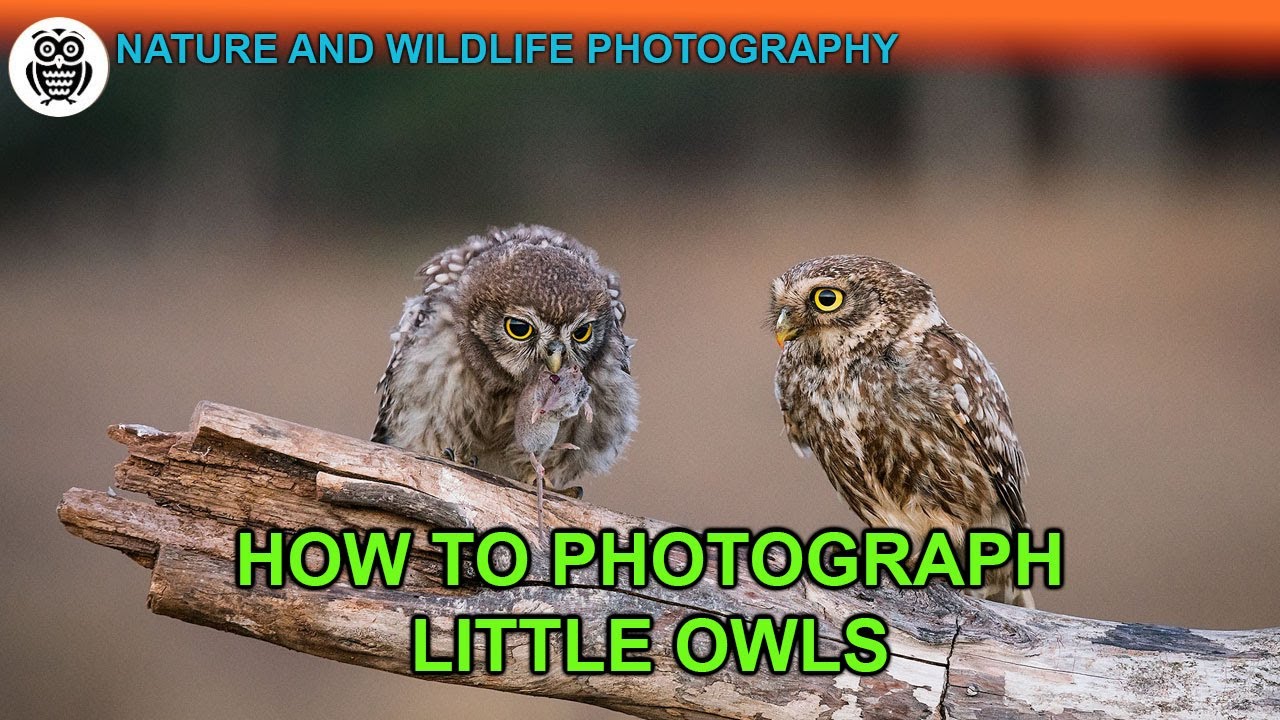 HOW TO PHOTOGRAPH the little OWLS