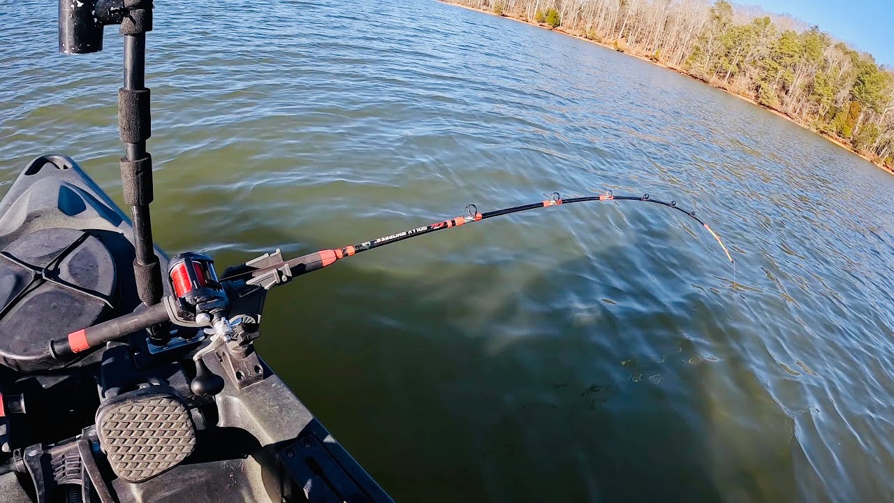 Golly Whopper Size Fish Takes The Bait