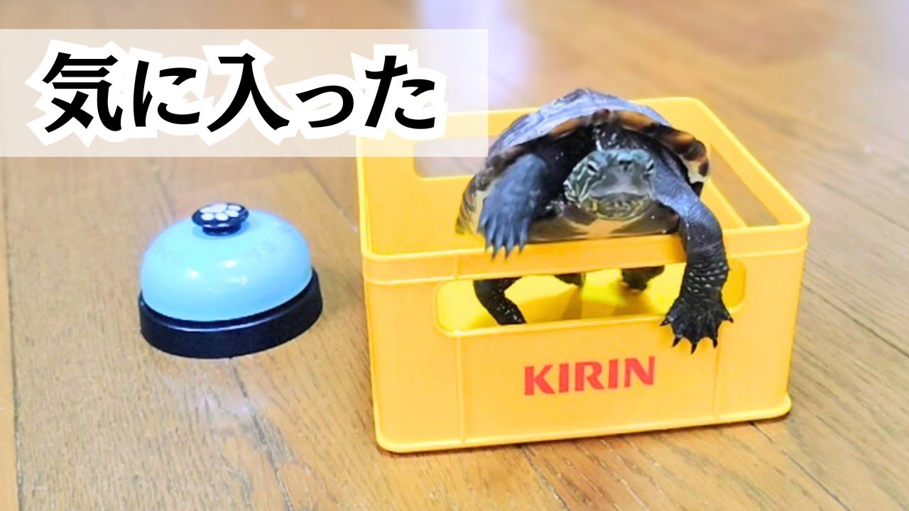 新しいおもちゃをプレゼントしたら…【If you give a new toy as a gift...】