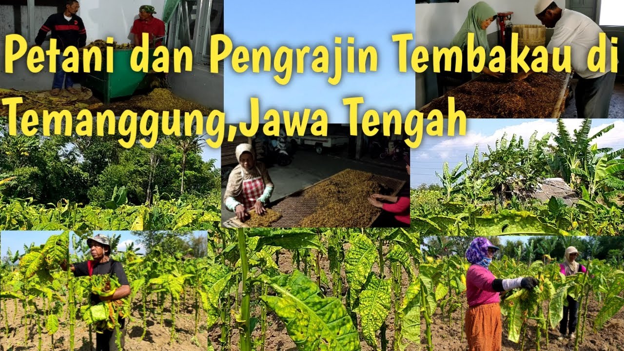 Proses Pengolahan Tembakau di Temanggung,Jawa tengah
