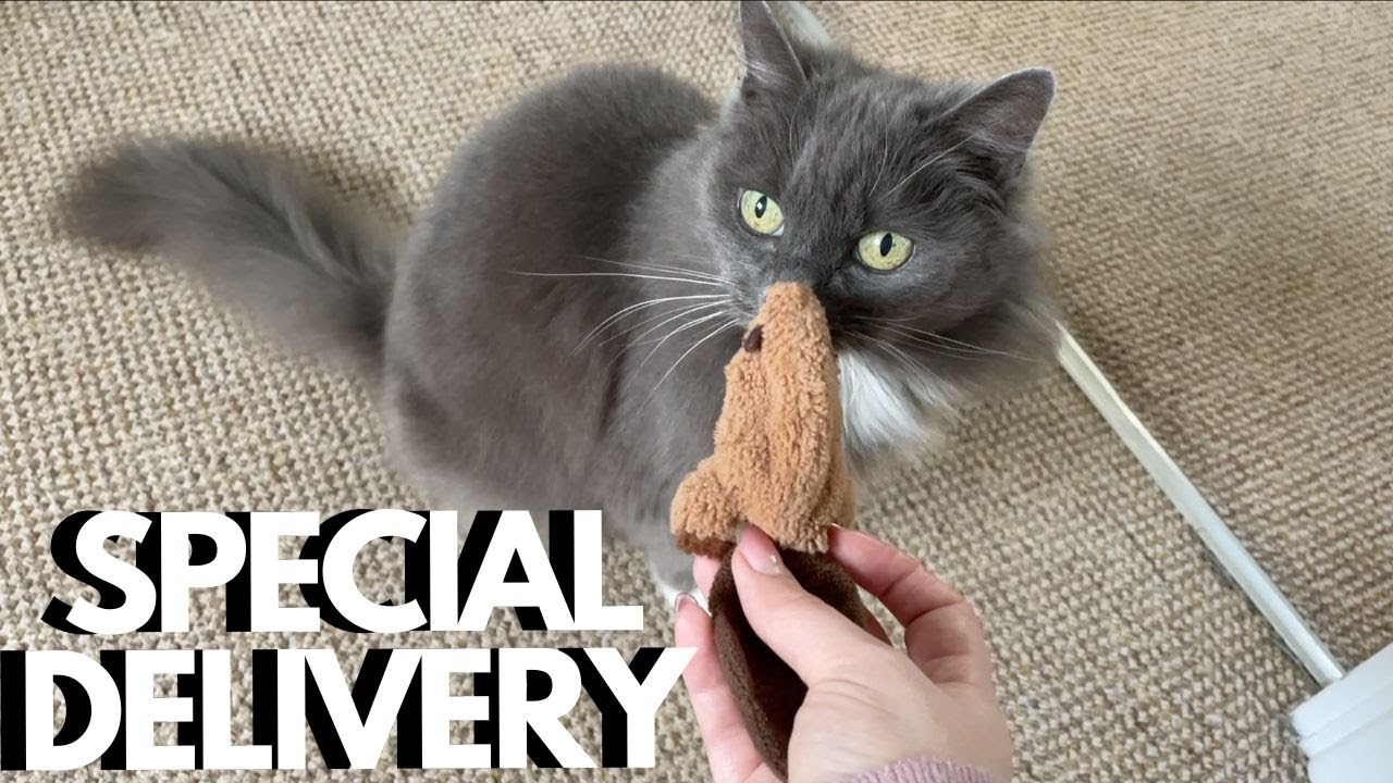 Cat Demands Payment After Delivering Toys