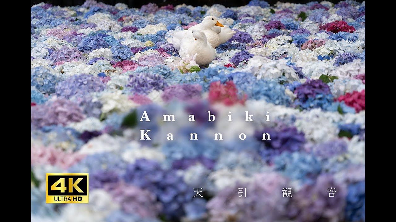 【4K】Amabiki kannon | 雨引観音あじさい祭り｜Day trip from Tokyo