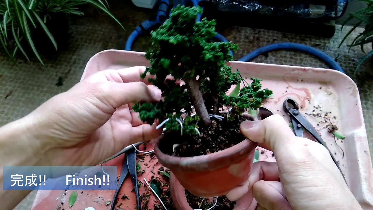 石化ヒノキ２号（冬支度）_chamaecyparis obtusa var. sekka（No.2）Winter Preparation_Early_Nov2020_BONSAI盆栽