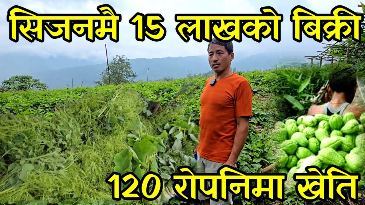 स्कुसको मुन्टा बेचेर सिजनमै 15 लाख आम्दानी गर्ने धन कुमार, दुई करोडको कृषी फार्म  vegetable farming