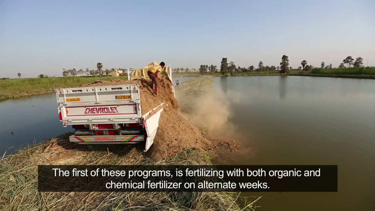 تسميد أحواض المزارع السمكية   د  أحمد نصر الله