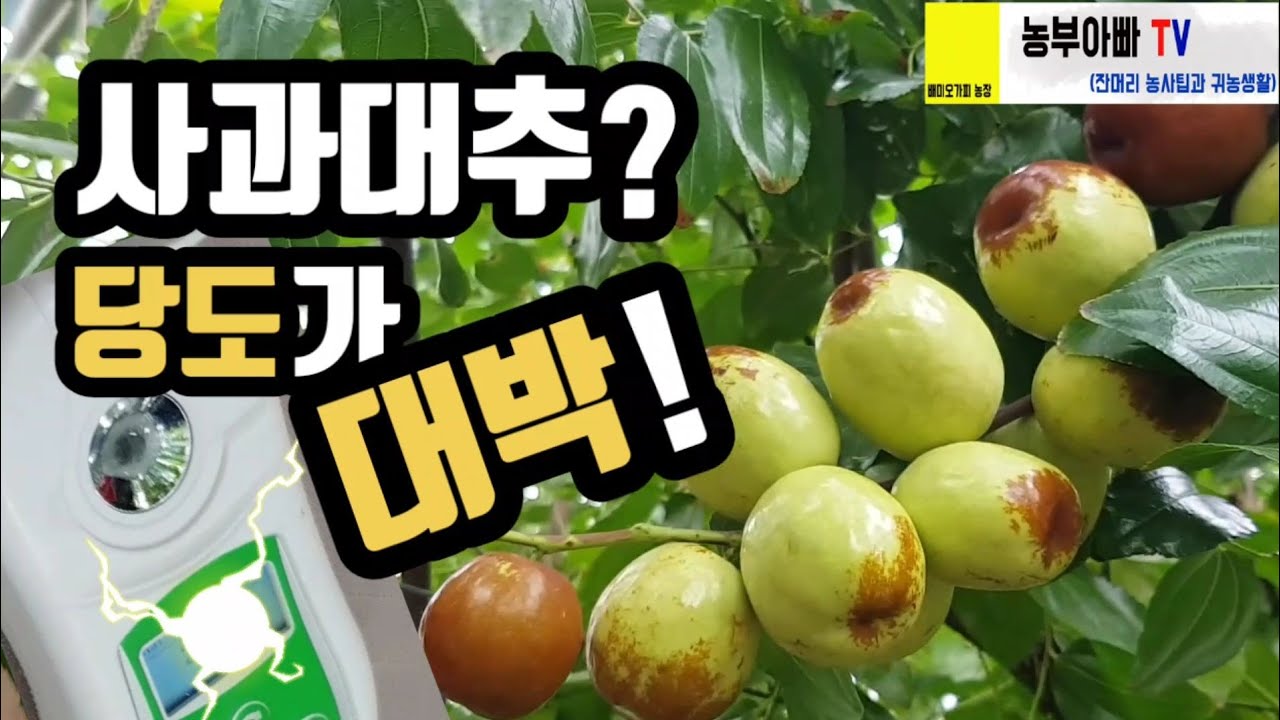 사과대추 당도가 대박. 사과대추 재배 필수 사항한가지