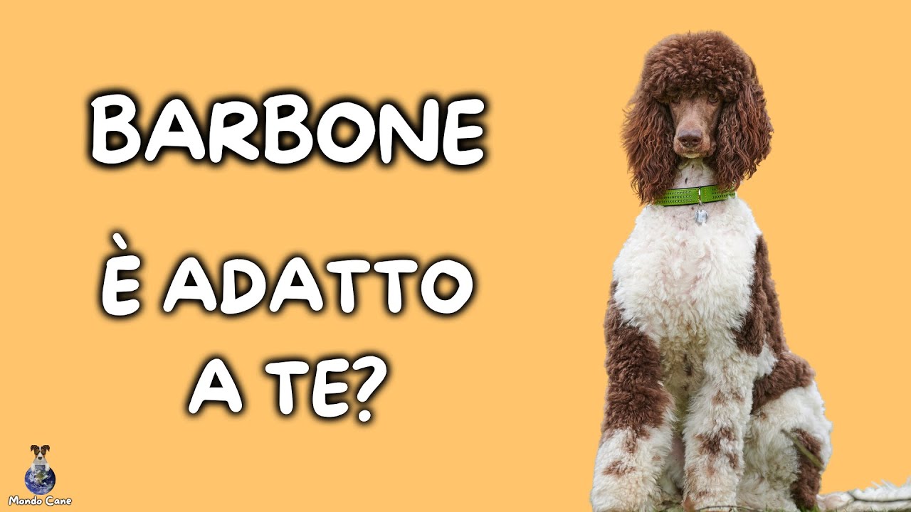 Barbone: Cosa Sapere