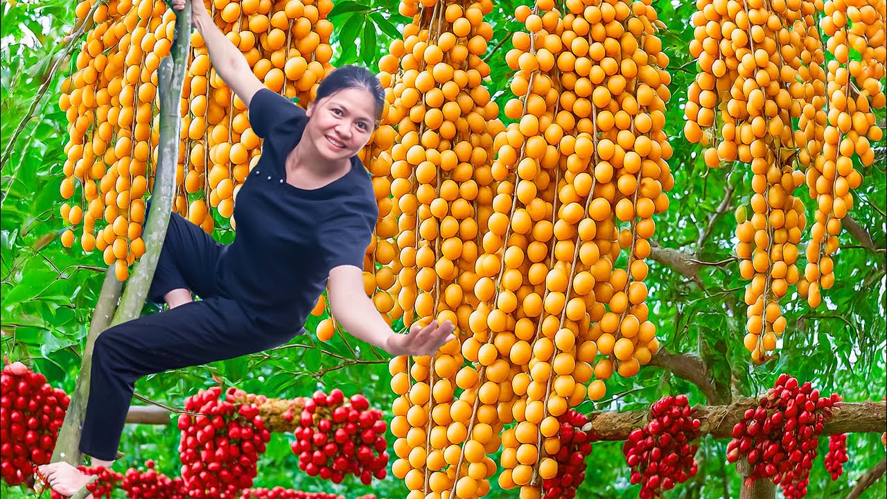 Harvesting Ripe Langsat - Country girl Make Parmesan Tornado Potato | Village kids' favorite snack
