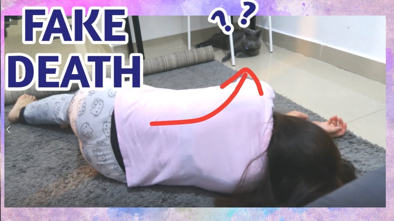 Faking my death in front of my Cat | Ashby the grey cat