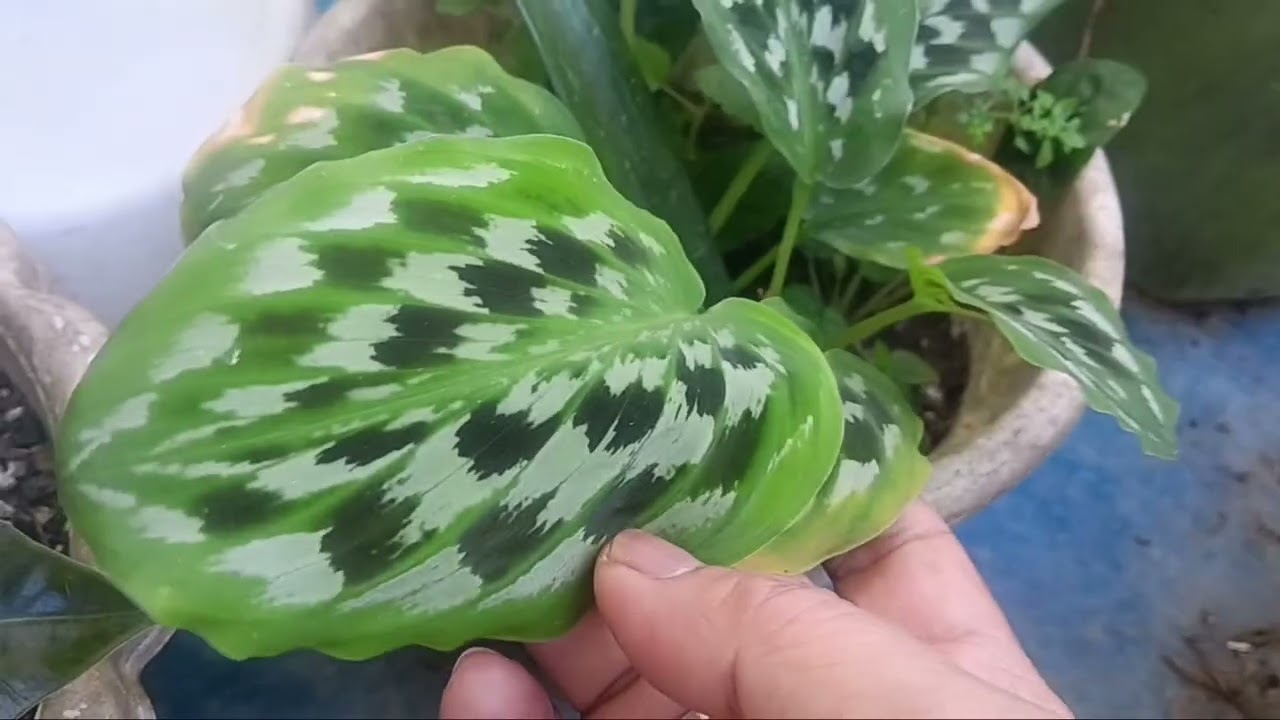 Plant Collections 🪴 @lucitadiaries #plantlovers #plantita #plantito 