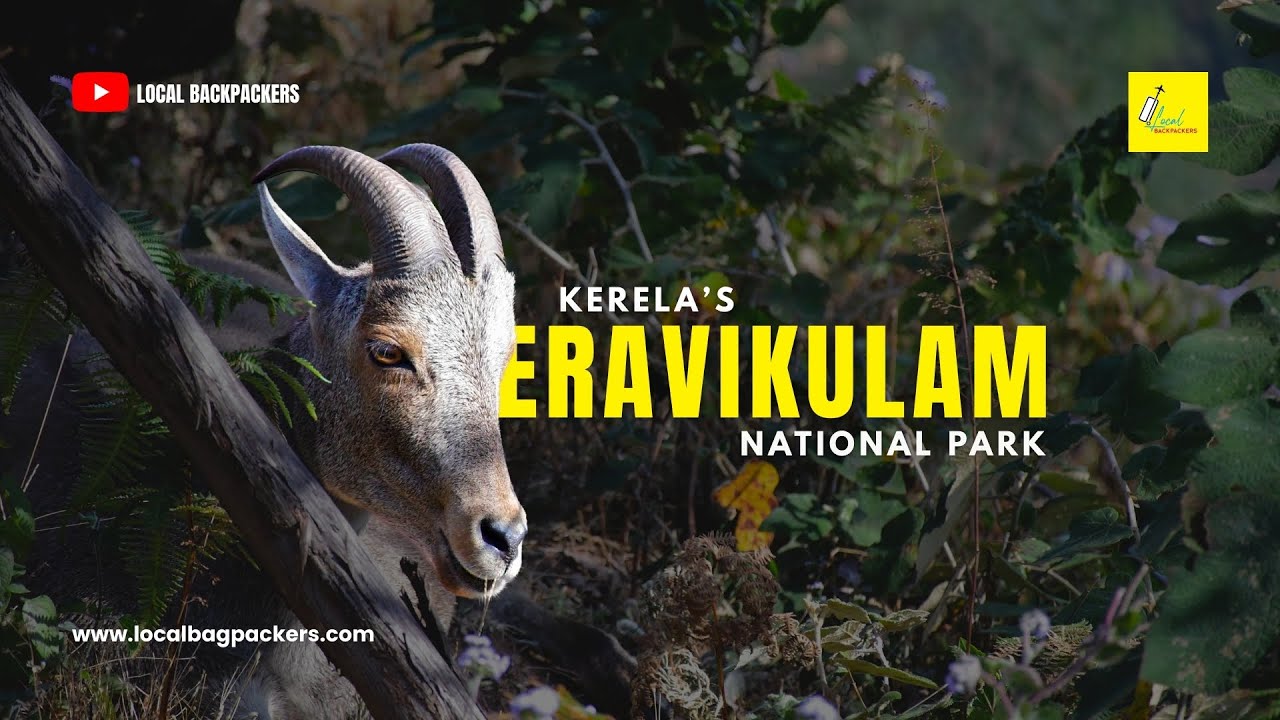 Eravikulam National Park Munnar Guide: Cost, Timing, Activities & Nilgiri Tahr Sighting #kerala