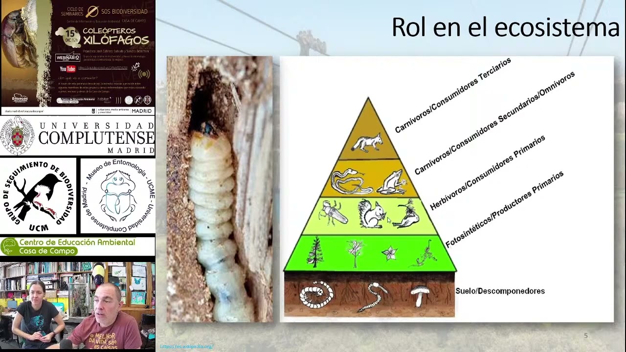 Coleópteros xilófagos (Webinario)