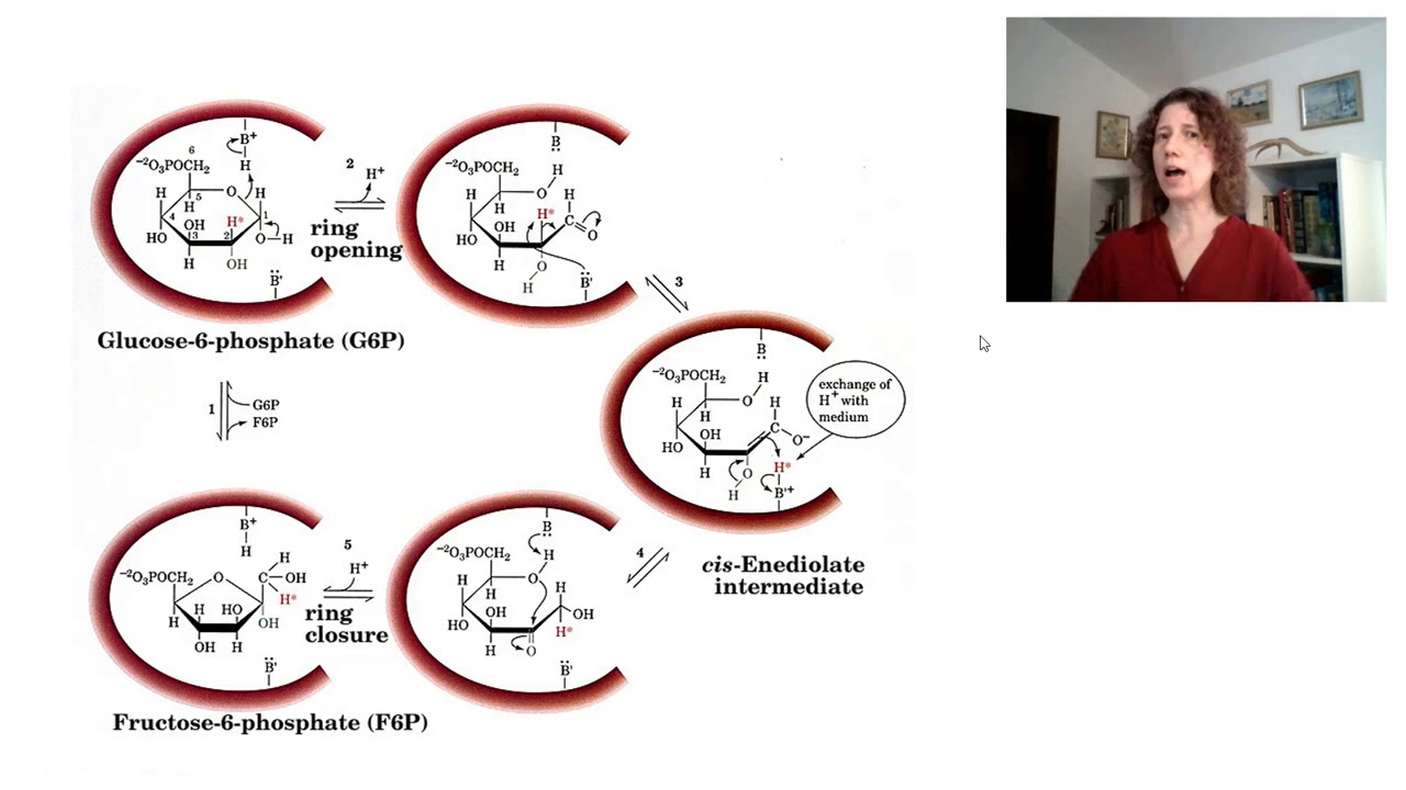 A via glicolítica (glicólise)