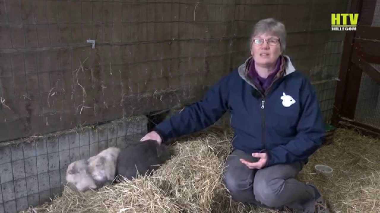 Op bezoek bij de Cavia & Konijnen opvang