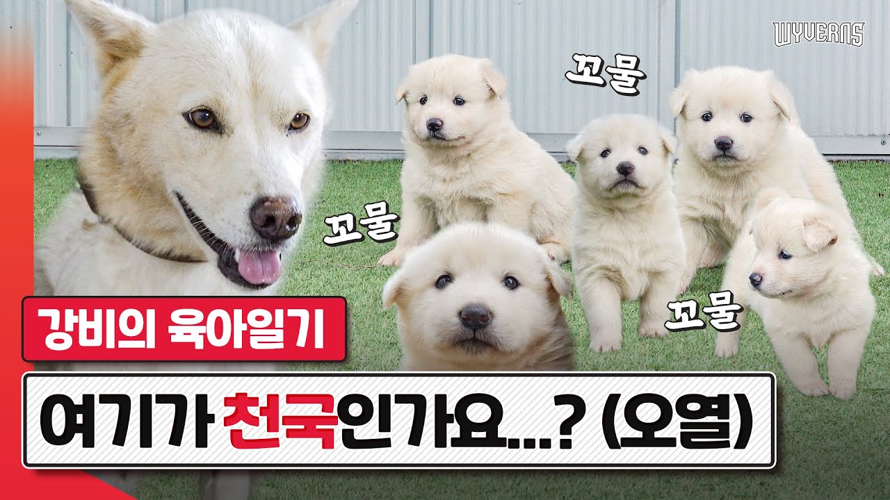 견생 5주차, 세젤귀 인절미 풍산개7남매와 강비의 일상 | 강비의 육아일기