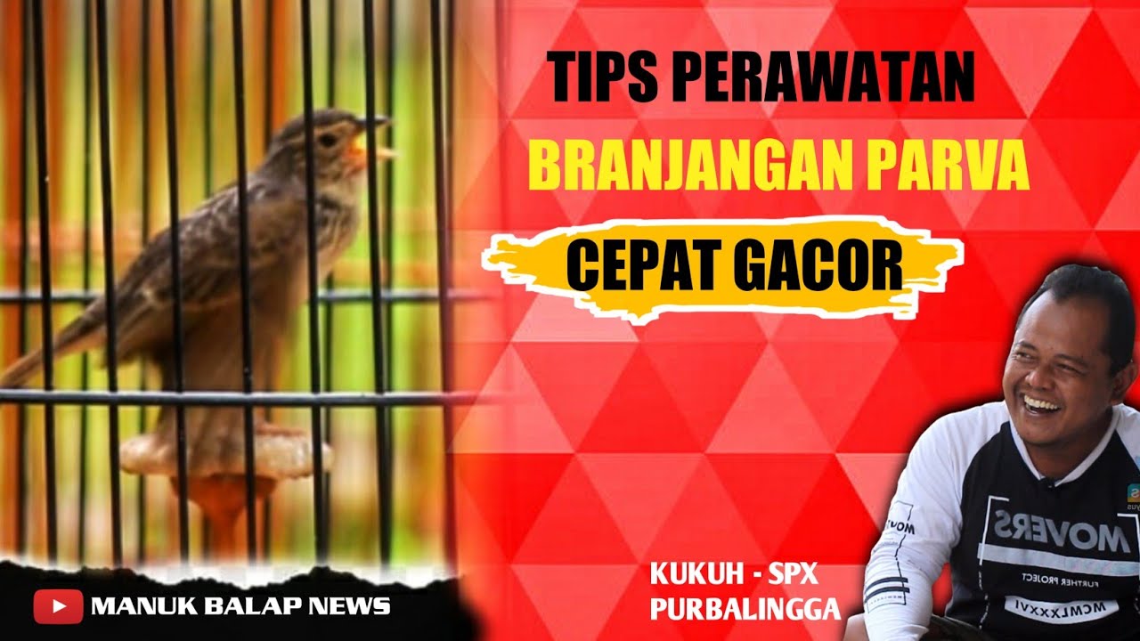 TIPS MERAWAT BRANJANGAN PARVA CEPAT GACOR VERSI MR KUKUH SPX PURBALINGGA