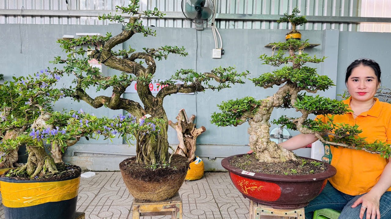Thúy An 3/8 chào bán lô bonsai đa dạng, nguồn gốc 3 miền, nhiều dáng đẹp độc lạ