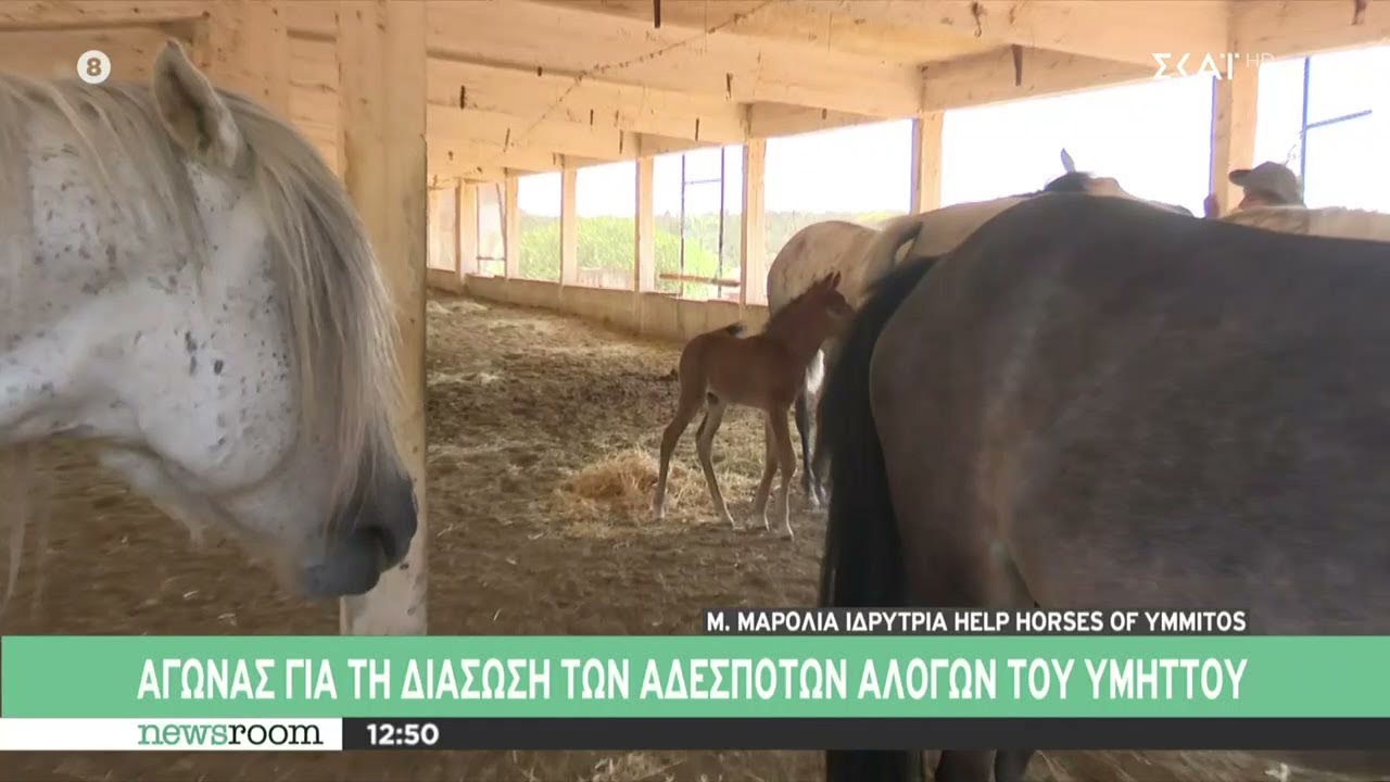 Αγώνας για τη διάσωση των αδέσποτων αλόγων του Υμηττού – Έκκληση για βοήθεια | Newsroom | 20/08/2024