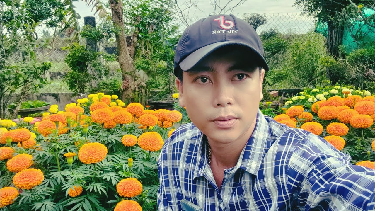 Cách trồng bông vạn thọ tết 2026,giai đoạn 24/12, huỳnh tinh vlog 