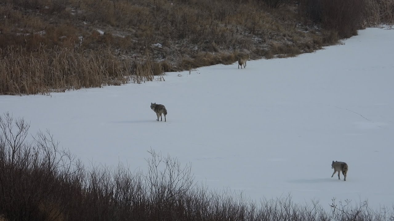 Coyote Siblings in the Snow | Winter Wildlife (2026 January 22)