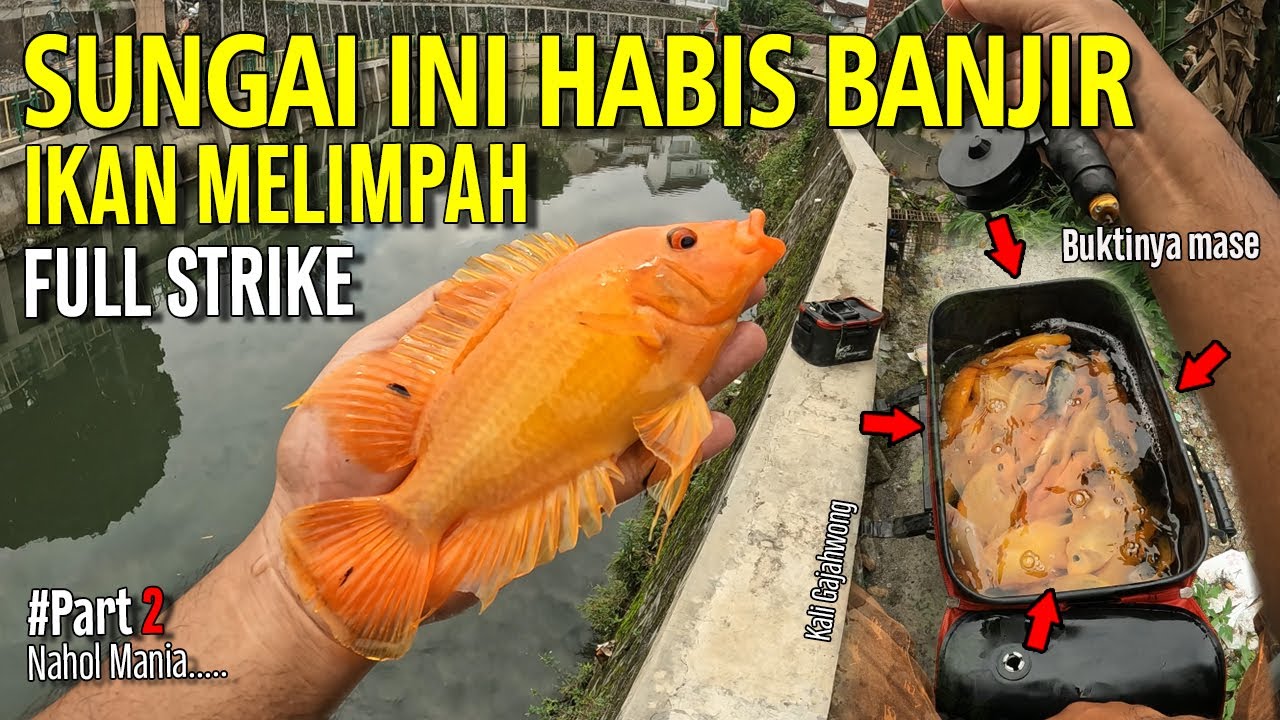 FULL STRIKE ‼️ MANCING IKAN SEHABIS BANJIR PASTI PANEN IKAN | Mancing Red Devil Sungai Jogja
