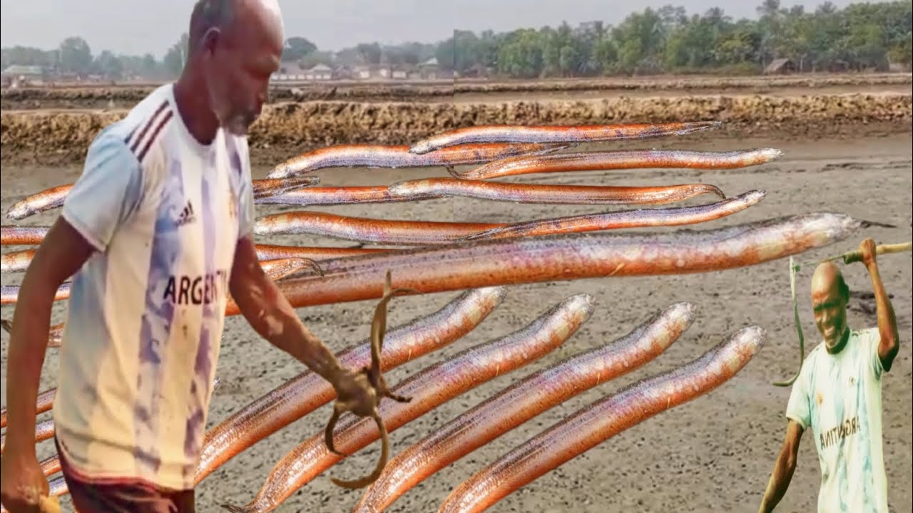 Traditional Eel Fishing in Asia | Primitive Technology eel catching Method in Action 
