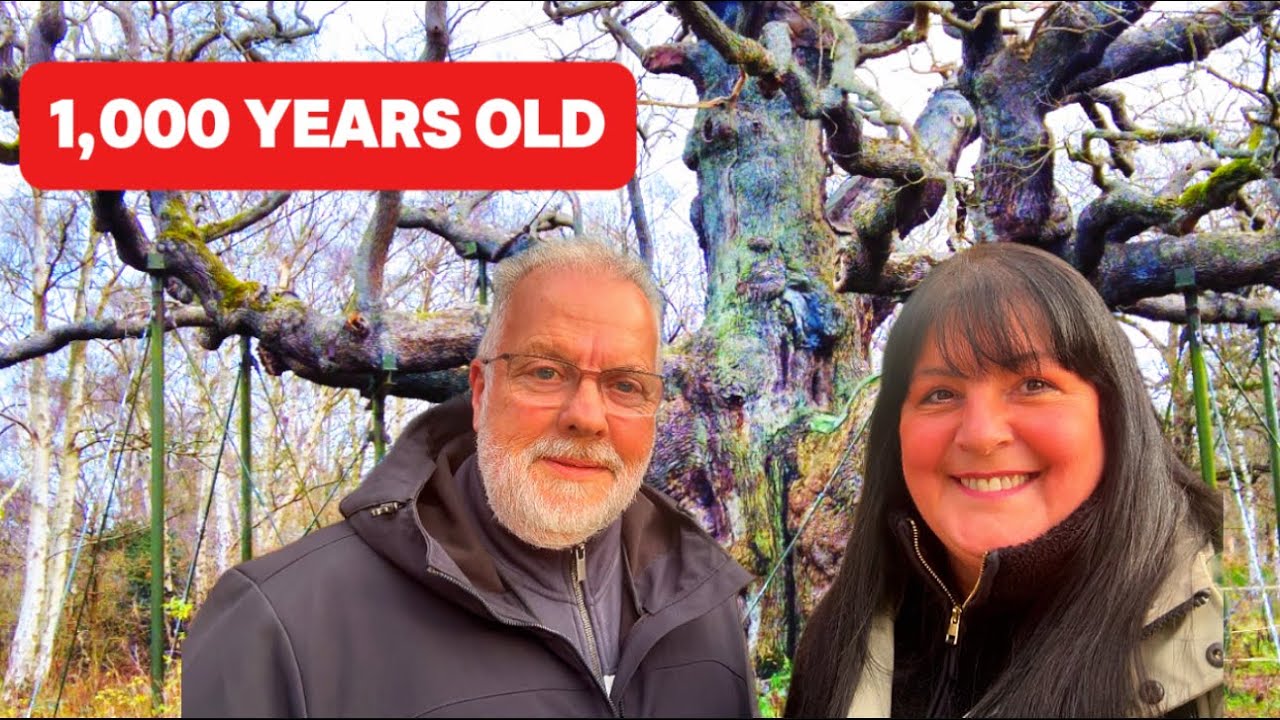 Шервудский лес 🌳 | Родина Робин Гуда