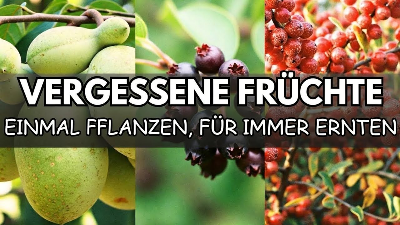 7 vergessene Früchte, die von selbst wachsen - Die Goldgrube des faulen Gärtners | Nostalgie-Früchte