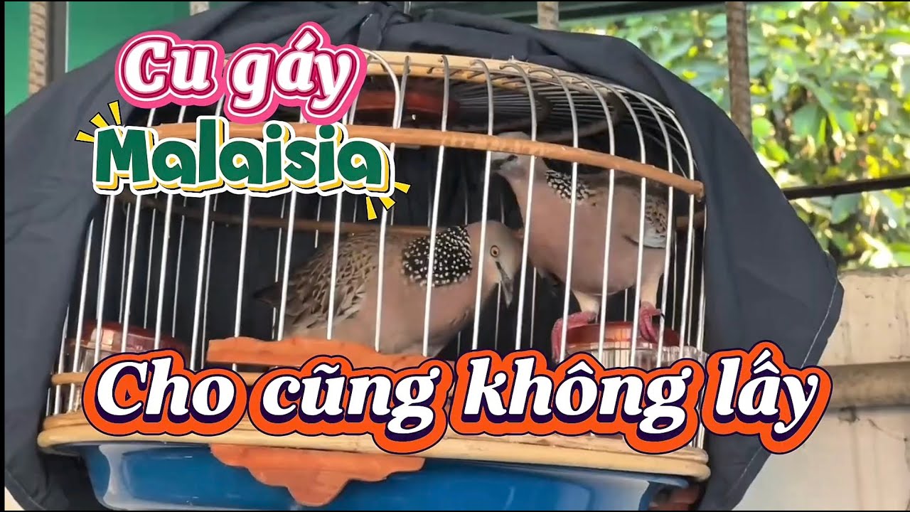 Chim cu gáy giá rẻ. Đăng lên chia anh em là hết.