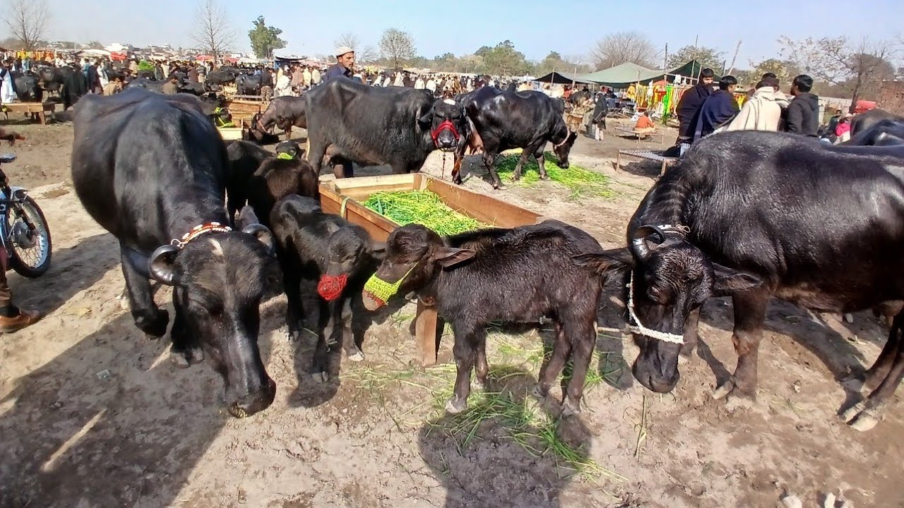 Gujarat Mandi Punjabivlog25l1l2026