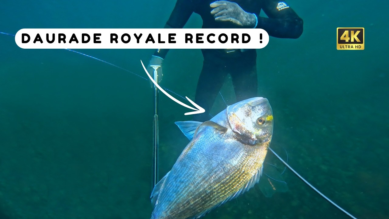 Je p&ecirc;che un poisson record en Bretagne ! Chasse sous marine Bretagne sud