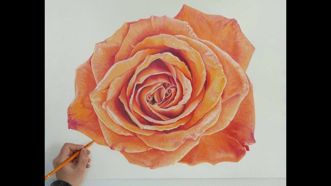 Drawing a realistic rose with colored pencils | Caran d'ache luminance, prismacolor premier|