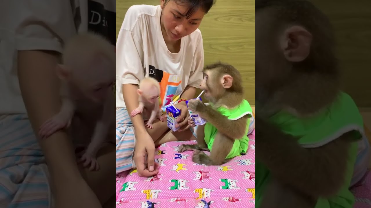 Rescued Baby Monkey Getting Milk for the First Time #BabyMonkey #MonkeyFeeding #CuteAnimals