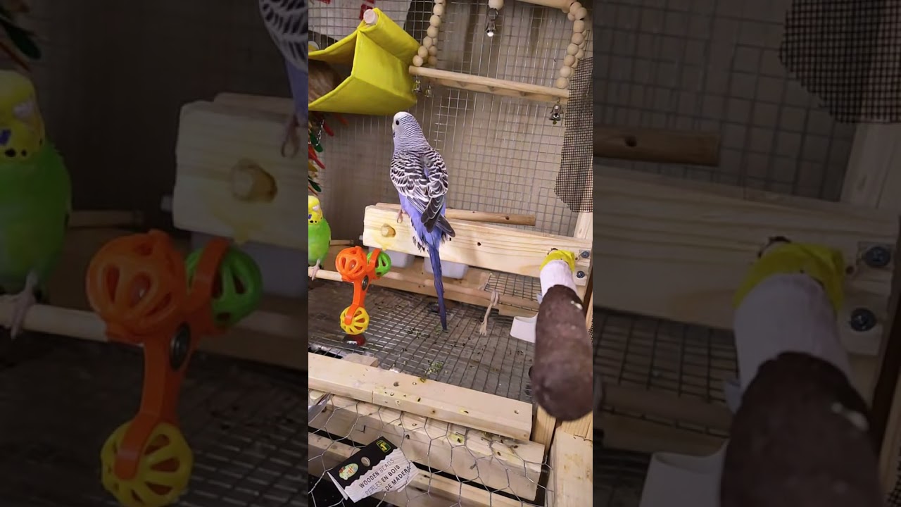 Indoors Wildlife/ Wildlif3 Family Tv