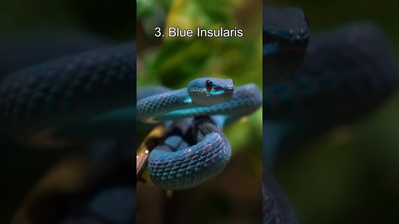 Top 5 Blue Animals #shorts
