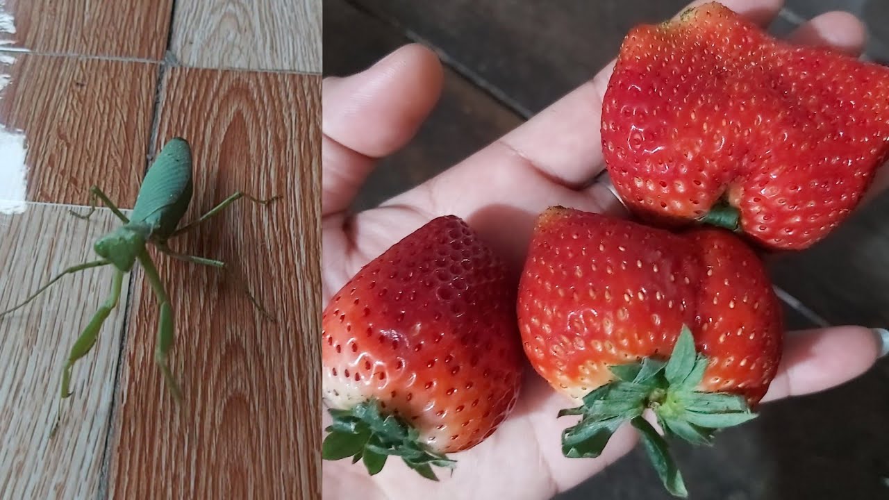 Bọ ngựa và 🌸🌸🍓🍓🍓
