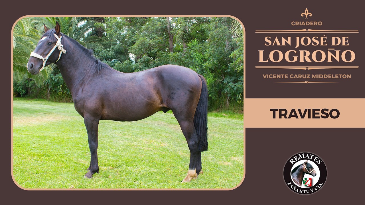 62 TRAVIESO Criadero SAN JOSE DE LOGROÑO
