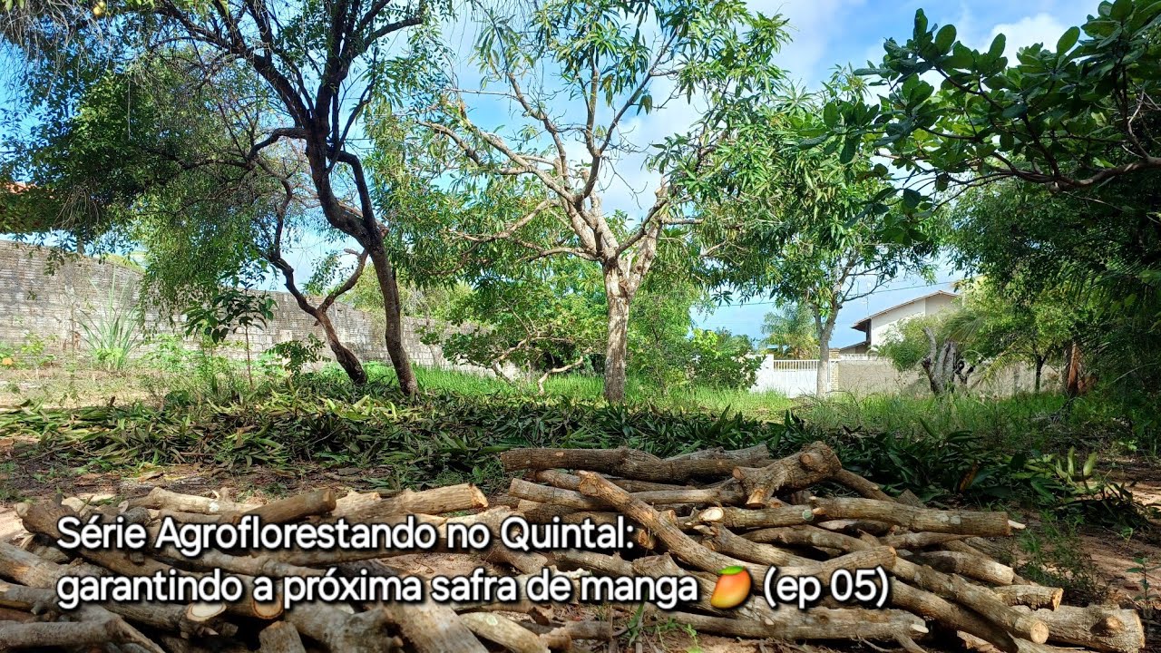 Série Agroflorestando no Quintal: garantindo a próxima safra de manga 🥭  (ep 05)