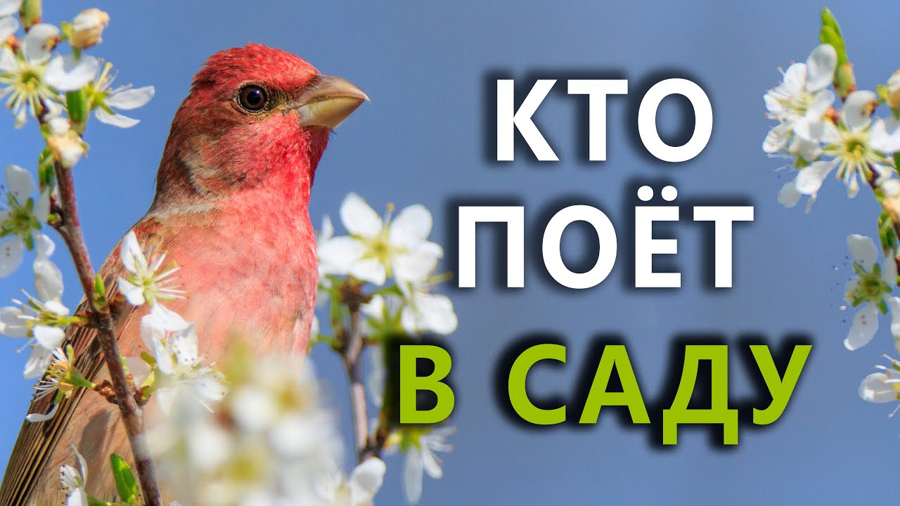 Какие птицы поют в саду? #голосаптиц 27