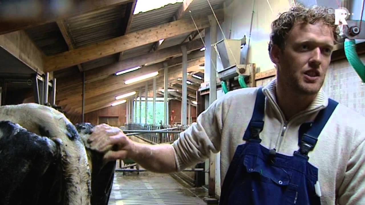 Showkoeien bijna klaar voor Fokveedag Hoornaar